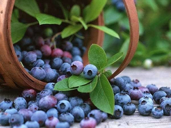 Черника: полезные и лечебные свойства