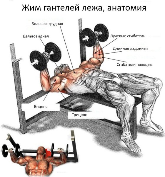 Жим гантелей лежа: изучаем основы. Жим гантелей лежа: изучаем 1 Жим гантелей лежа: изучаем основы. Жим гантелей лежа: изучаем 1