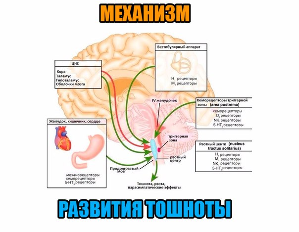 Тошнота во время и после тренировки
